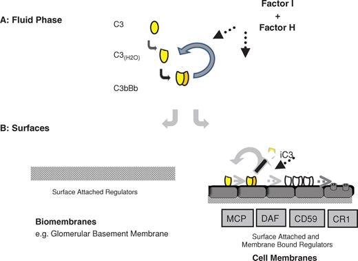 Alternative complement pathway activation occurs in the fluid phase and is controlled by Factor I and Factor H. In the absence of either Factor I or Factor H regulators, activation is uncontrolled and proceeds continuously resulting in the consumption of C3 and Factor B. In this situation, little active C3 is present that can deposit on biological surfaces. However, at biological surface either membrane-bound or surface-attached regulators like Factor H exist to control the further progression of complement activation. In the absence of Factor H or Factor H deficiency even the low-level C3 deposition is uncontrolled and complement activation occurs e.g. at the glomerular basement membrane, and results in the deposition of complement activation products. If Factor I is absent complement is uncontrolled in the fluid phase and consumed, however, the presence of Factor H restricts further low-level complement activation at the surface of the glomerular basement membrane.