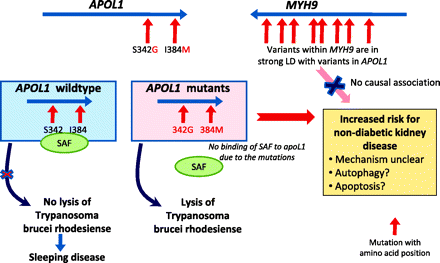 Schematic illustration describing the association between variants in ...