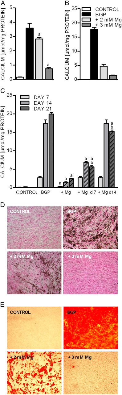Effect of magnesium on BGP-induced deposition of calcium in BVSMCs. BVSMCs were incubated for 7 days ( A ) and 21 days ( B ) under calcifying conditions (+10 mM BGP) either in the presence of physiological (1.1 mM = control) or elevated extracellular magnesium (2 and 3 mM). Magnesium was added from start (A and B) or at the time points indicated ( C ). Dashed lines in graph C indicate the presence of magnesium. Data are given as means and SD of at least six replicates (a = difference versus BGP: P < 0.05, b = difference versus same condition Day 14: P < 0.05). In parallel, von Kossa ( D ) Alizarin red ( E ) staining was performed with cells treated for 14 days under the same conditions as mentioned above.