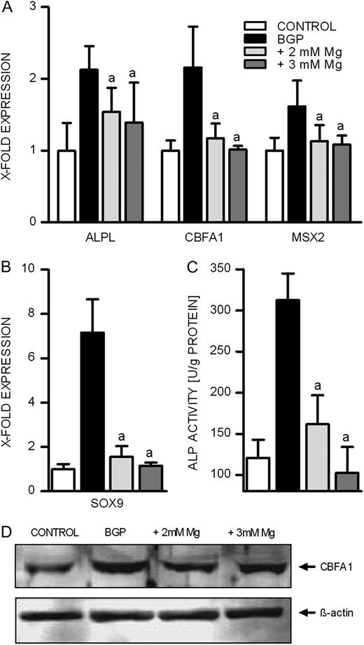Effect of magnesium on BGP-induced expression of proteins involved in calcification in BVSMCs. BVSMCs were incubated for 14 days under calcifying conditions either in the presence of physiological or elevated extracellular magnesium. ALP activity was quantified in cell lysates ( C ) and normalized to the amount of protein. For western blot analysis equal amounts of proteins were stained for CBFA1> and ß-actin ( D ). ( A , B and C) data shown are means and SD of eight replicates (a = difference versus BGP: P < 0.05).