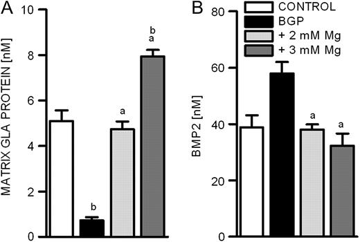 Influence of magnesium on the secretion of proteins involved in calcification. Protein concentrations of MGP and BMP2 were quantified in the supernatants of BVSMCs by ELISA ( A and B ). Cells were incubated for 14 days under calcifying conditions either in the presence of physiological or elevated extracellular magnesium concentrations. Data shown are means and SD of eight replicates (a = difference versus BGP: P < 0.05; b = difference versus control: P < 0.05).