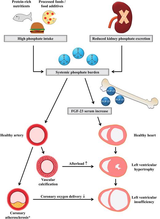 Simplified hypothetical patholophysiological concept which integrates the contribution of systemic phosphate burden and hyperphosphatoninism in the development of cardiovascular disease. Details are discussed in the text. *The selective contribution of serum phosphate to atherosclerotic plaque development is yet under discussion.