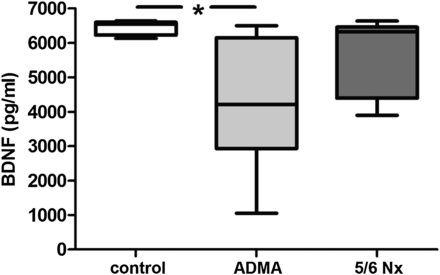 Effect of ADMA infusion (28 days) and 5/6 nephrectomy (28 days after surgical intervention; Nx) on serum BDNF levels in Sprague–Dawley rats. Data are compared with BDNF levels of saline injected control rats. Data presented as median (interquartile ranges); comparison between groups using ANOVA and Tukey's multiple comparison test, *P < 0.05.