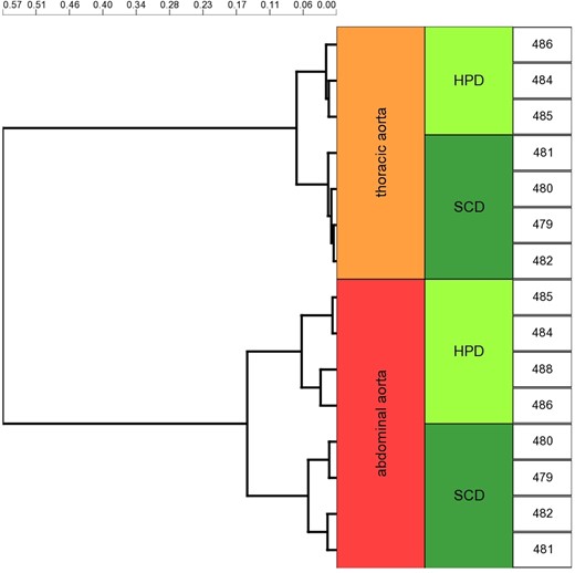 Hierarchical cluster analysis of Affimetrix mouse gene 2.0 ST arrays of thoracic and abdominal aorta of DBA/2 mice fed with standard chow diet or high-phosphate diet. Cluster analysis on pairwise Pearson's dissimilarity of the whole transcriptome using the Ward's method revealed two prominent clusters in the dendrogram that primarily reflected the anatomical location of the tissue sample. Exposure to high-phosphate diet (HPD) or standard chow diet (SCD) was a subordinate hierarchy element in this clustering analysis. Genomic data were deposited in the NCBI gene expression and hybridization array data repository (GEO) under the GEO accession number GSE57818.