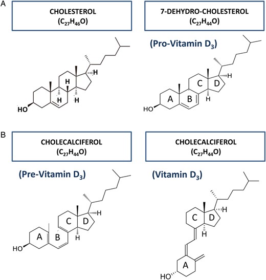 (A) 7-dehydrocholesterol, or pro-vitamin D3, shares the synthetic pathway with cholesterol, from which it differs by the absence of two hydrogen atoms. (B). Following UV-B ray absorption, the B ring of pro-vitamin D3 opens, thus becoming pre-vitamin D3. The new molecule is unstable and prone to transform into vitamin D3, by simply rotating around the C6–C7 single bond.