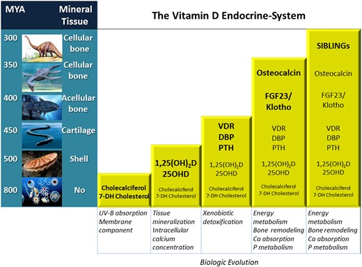 Accrual of the vitamin D system components along with the evolution of species. Notably, the appearance of secreting bone cells renders the system sophisticated and involved with mineral and energy metabolism. In addition, Klotho appearance antedates that of FGF23 by roughly 100 MY.