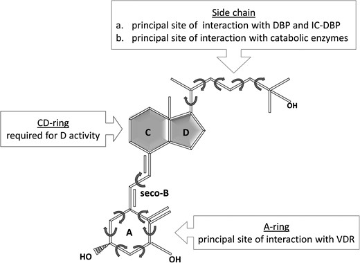 Vitamin D3 molecule is characterized by unique dynamic properties and can sample numerous tridimensional shapes. Also, different functional roles can be recognized in the three different parts of this ligand. DBP = vitamin D binding protein; IC-DBP = intracellular DBP.