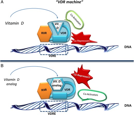 Schematic of the so-called ‘VDR machine’. The final shape of the VDR differs according to binding of a natural vitamin D ligand (A) or of a vitamin D analogue (B). This modifies the affinity of the VDR with co-activators or co-repressor protein-complexes, thus contributing the variability of the biological response. RXR: retinoid X receptor; VDR: vitamin D receptor; VDRE: vitamin D response element.