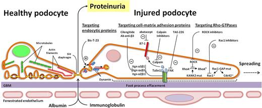 Cartoon schematic depicting potential therapeutic targets on small Rho GTPase, cell matrix adhesion proteins and endocytic proteins. ROCK, Rho-associated protein kinase; CDC42, cell division control protein 42 homolog; FAK, focal adhesion kinase; KANK2, KN motif and ankyrin repeat domains 2.>