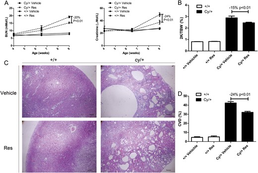 Effect of resveratrol on disease progression in a rat model of PKD. (A) BUN and creatinine levels in resveratrol (Res)- or vehicle-treated wild type (+/+) and cystic (Cy/+) Han:SPRD rats from Week 4 to Week 9. (B) 2K/TBW ratio of 9-week-old +/+ and Cy/+ rats. (C) Hematoxylin and eosin staining on kidney of 9-week-old +/+ and Cy/+ rats. Scale bar = 200 µm. (D) Quantification of cyst volume density (CVD).