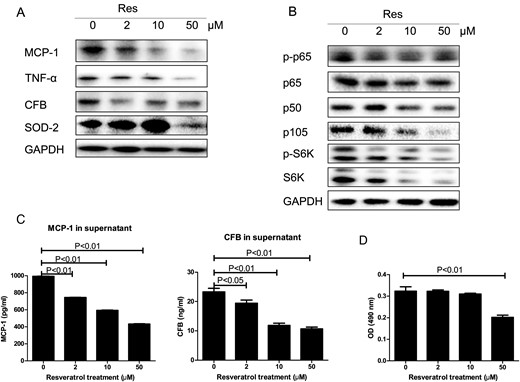 Effect of resveratrol (Res) in ADPKD cells. ADPKD cells (OX161) were exposed to 2, 10 and 50 µM resveratrol for 48 h. (A) TNF-α, MCP-1, CFB and SOD2 were analyzed by western blot in resveratrol-treated ADPKD cells. (B) The NF-κB (p-p65, p65, p105 and p50) and mTOR pathways (p-S6K and total S6K) in resveratrol-treated ADPKD cells were analyzed by western blot. (C) The supernatants MCP-1 or CFB from resveratrol-treated ADPKD cells were measured by ELISA. (D) Cell proliferation was evaluated using the MTT assay. One representative of three independent experiments is shown.