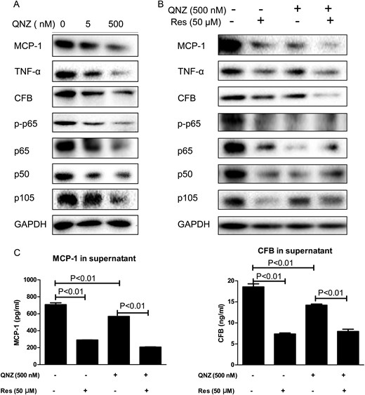 NF-κB partly mediated resveratrol (Res) inhibition on PKD inflammation. (A) Expression of p-p65, p65, p105, p50, TNF-α, MCP-1 and CFB in QNZ-treated OX161 cells. (B) OX161 cells were pretreated with QNZ for 2 h and followed by the treatment of resveratrol for 46 h. The expression of p-p65, p65, p105, p50, TNF-α, MCP-1 and CFB were evaluated by western blot. (C) MCP-1 or CFB of QNZ-and/or resveratrol-treated OX161 cell supernatants were measured by ELISA. One representative of three independent experiments is shown.
