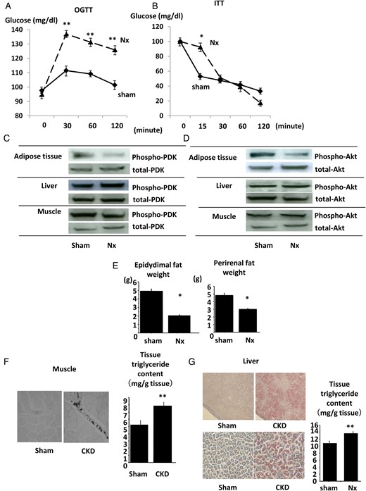 IR in Nx rats. The results of OGTT (A) and ITT (B) in Nx rats and sham-operated rats. The phosphorylation levels of PDK (C) and Akt (D) in adipose, liver and muscle tissues of Nx rats and sham-operated rats after the intraperitoneal insulin injection were analyzed by immunoblotting. The weight of epididymal (left) and perirenal (right) fat was examined in Nx rats and sham-operated rats. The lipid accumulation of muscle tissues (F) and liver tissues (G) of Nx rats and sham-operated rats was examined by Oil-Red O staining (left panel) and by the measurement of tissue TG content (right panel). *P < 0.05 versus sham-operated rats, **P < 0.01 versus sham-operated rats, n = 6. Data are presented as mean ± SEM.
