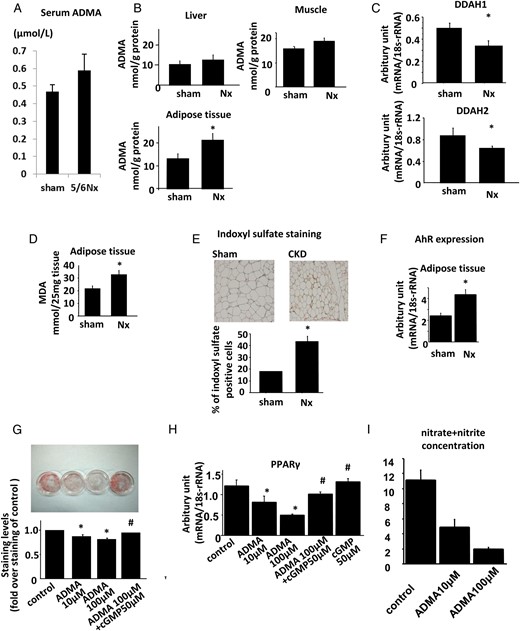Aberrant regulation of DDAH/ADMA pathway in Nx rats. (A) Plasma levels of ADMA in Nx and sham-operated rats. (B) Tissue concentrations of ADMA in the liver, muscle and adipose tissues of Nx and sham-operated rats. (C) The expressions of DDAH1 (upper panel) and DDAH2 (lower panel) in the adipose tissues. (D) Tissue MDA levels as assessed by TBARS methods representing tissue oxidative stress in liver, muscle and adipose tissues of Nx and sham-operated rats. (E) Tissue levels of indoxyl sulfate in the adipose tissues of Nx and sham-operated rats as assessed by immunostaining using antibody against indoxyl sulfate. (F) The mRNA expression levels of AhRs in the liver, muscle and adipose tissues of Nx and sham-operated rats. (G) 3T3-L1 fibroblasts were differentiated into adipocytes in the presence or absence of ADMA or cGMP, as described in Materials and methods. After the cells were differentiated into mature adipocytes on Day 8, the TG content (G), mRNA expression of adipocyte differentiation markers, including PPARγ (H) and nitrate/nitrite concentration in the medium (I) were measured. (A–F) *P < 0.05 versus sham-operated rats, n = 6. (G–I) *P < 0.05 versus control cells, #P < 0.05 versus cells treated with 100 µM of ADMA, n = 6. Data are presented as mean ± SEM.