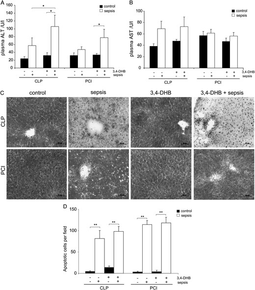 Analysis of liver function, structure and apoptosis. (A) Detection of plasma ALT 24 h post-sepsis as a marker for liver function. n = 9. 3,4-DHB significantly increased ALT concentrations in animals with CLP sepsis compared with mice receiving no 3,4-DHB (*P < 0.05 versus CLP alone). 3,4-DHB exhibited no significant effect on control mice without CLP. 3,4-DHB application increased ALT in septic mice of PCI model (*P < 0.05 versus control). (B) Detection of AST in blood plasma 24 h post- treatment. n = 9. A numerically, but not statically significant increase in AST was found in both models in septic animals receiving 3,4-DHB compared with septic animals without treatment. 3,4-DHB did not increase AST in normal control mice. (C) Analysis of HIF preconditioning in sepsis on liver morphology and the accumulation of glycogen in hepatocytes by PAS reaction on 10-µm liver sections 72 h post-treatment. 3,4-DHB application prior to sepsis further elevated the sepsis-dependent liver destruction as detected by severe reduction of glycogen accumulation in the liver. However, 3,4-DHB had no obvious toxic effects in healthy control mice without sepsis. Representative images are shown. Magnification ×200. Bars 50 µm. Liver sections from at least three animals per treatment were analysed by PAS. (D) Assessment of liver apoptosis by TUNEL assay on liver sections 72 h post- treatment. TUNEL-positive cells were analysed using an Axioplan light microscope and Axiovision 4.6 software. The images were taken under ×400 magnification; the apoptotic cells were counted and are graphically presented (**P < 0.01). Liver sections from at least three animals per treatment were analysed. 3,4-DHB treatment further numerically increased sepsis-associated apoptosis in the liver, whereas the PHD inhibitor had no significant effect on non-septic control mice.
