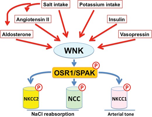 Regulators of the WNK–OSR1/SPAK-SLC12a signaling cascade. Aldosterone, angiotensin II, vasopressin and insulin are major regulators of WNK signaling in the kidney. In addition, dietary salt and potassium intake also regulates WNK signaling in the kidney. The WNK1/WNK3–SPAK–NKCC1 phosphorylation cascade also regulates arterial tone. Angiotensin II increases arterial tone through the activation of WNK3 signaling.
