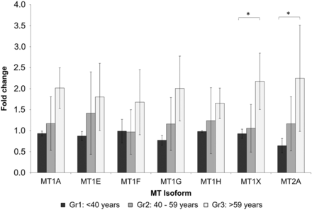 mRNA levels of MT isoforms 1A, 1E, 1F, 1G, 1H, 1X and 2A compared in the three age groups (<40 years: black bars; 40–59 years: grey bars; >59 years: light grey bars) analysed by qPCR. MT1X and MT2A are significantly higher in Group 3 compared with Group 1 (*P < 0.05). Data are presented as the fold change normalized to the reference gene PPIA.