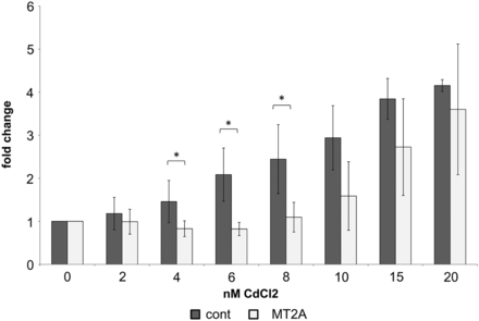 Fold change of LDH cytotoxicity of RPTEC/TERT1 cells (cont) compared with RPTEC/TERT1 overexpressing MT2A after incubation with various concentrations of CdCl2 for 72 h. MT2A-overexpressing cells were significantly less sensitive to 4, 6 and 8 µM CdCl2 than control cells (n= 5; *P < 0.05).