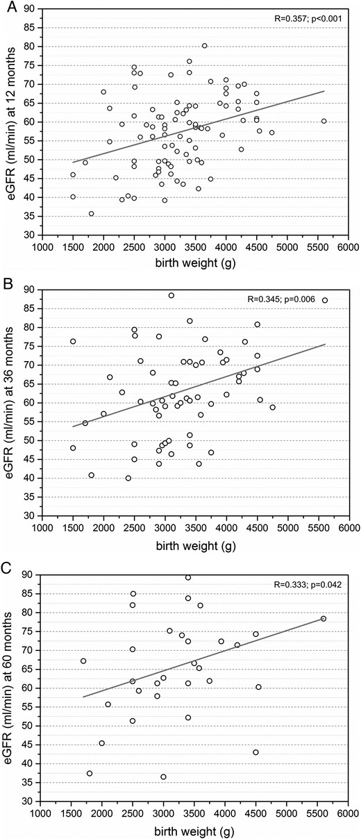 (A) Moderate positive correlation between eGFR and donor birth weight at +12 months after nephrectomy (n = 91). (B) Moderate positive correlation between eGFR and donor birth weight at +36 months after nephrectomy (n = 63). (C) Moderate positive correlation between eGFR and donor birth weight at +60 months after nephrectomy (n = 32).