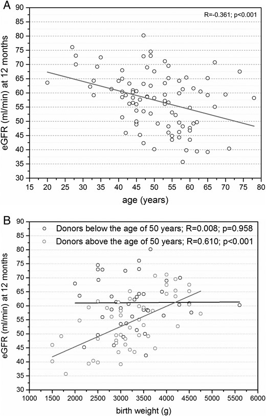 (A) Moderate negative correlation between eGFR and donor age at +12 months after nephrectomy (n = 91). (B) While donors above the age of 50 years show a strong positive correlation between eGFR and donor birth weight at +12 months after nephrectomy (n = 49), donors below the age of 50 years only show a weak positive correlation between eGFR and donor birth weight at +12 months after nephrectomy (n = 42).