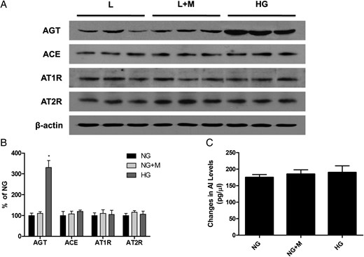 A representative western blot analysis of AGT, ACE, AT1R and AT2R protein expression (one representative of four blots) and renin activity in GECs exposed to 5.6 mM glucose (NG), NG+24.4 mM mannitol (NG+M) and 30 mM glucose (HG) (n = 5). (A and B) Similar to the mRNA expression, AGT protein expression was significantly higher in HG-stimulated GECs compared with NG cells. In contrast, there were no significant differences in ACE, AT1R and AT2R protein expression among the three groups. (C) The renin activity was also comparable among the groups. *P < 0.01 versus NG and NG+M groups.