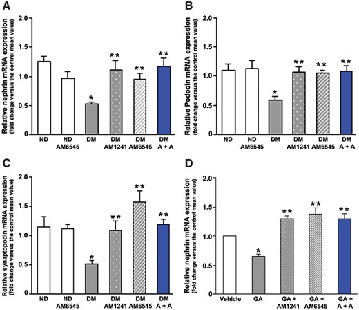 In vivo and in vitro effect of CB1R blockade and/or CB2R activation on nephrin, podocin and synaptopodin gene expression. Nephrin (A), podocin (B) and synaptopodin (C) mRNA levels were measured by real-time PCR on total RNA extracted from the renal cortex of ND mice and DM treated with AM6545, AM1241 or both (A + A) (n = 8 mice per group). *P < 0.05, DM group versus ND groups; **P < 0.05, treated DM groups versus DM group. (D) Cultured podocytes were exposed to glycated albumin (GA 200 μg/mL) for 24 h in the presence of AM1241 (10 μmol/L), AM6545 (10 μmol/L) or both (A + A), then total mRNA was extracted and nephrin mRNA levels measured by real-timePCR. *P < 0.05, GA versus others; **P < 0.05, vehicle versus treated groups.