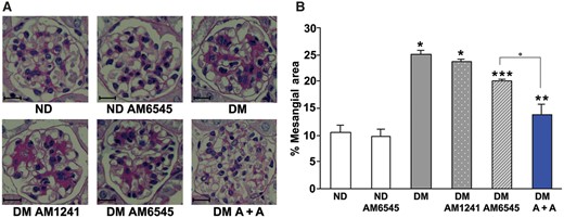 Dual therapy prevented glomerular mesangial expansion in diabetic mice. Renal cortex from ND mice and DM treated with AM6545, AM1241 or both (A + A) was studied 14 weeks after diabetes induction (n = 8 mice per group). Scale bar: 50 µm. Representative PAS staining images (×400) (A) and quantitation of the percentage of mesangial areas (B) are shown. *P < 0.05, DM groups versus ND controls; **P < 0.05, DM-AM6545 and DM-A + A versus DM; ***P < 0.05, DM-A + A versus DM-AM6545.