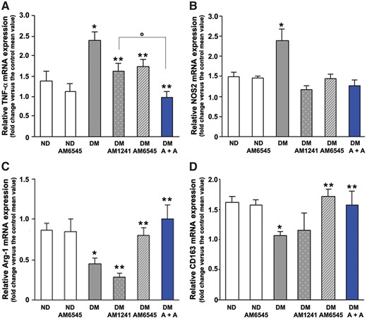 Effect of AM6545 and AM1241 on diabetes-induced macrophage phenotype. TNF-α (A), NOS2 (B), Arg-1 (C) and CD163 (D) mRNA levels were measured by real-time PCR on total RNA extracted from the renal cortex of ND mice and DM treated with AM6545, AM1241 or both (A + A) (n = 8 mice per group). *P < 0.05, DM groups versus ND controls; **P < 0.05, treated DM groups versus DM group; ***P < 0.05, DM under combined treatments versus DM under single treatment.