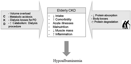 Suggested factors leading to hypoalbuminemia in elderly, in CKD patients and in both, elderly with CKD.