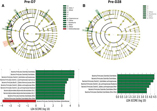 Comparison of microbiome differences in six patients pre- and post-vancomycin exposure. (A) Cladogram, generated from LEfSe analysis, represents taxa with enriched representation (P < 0.05) in 12 samples from the six patients (green: pre-vancomycin; red: 7 days post-vancomycin). The central points represent the root of the tree (Bacteria and Archaea), and each ring represents the next lower taxonomic level (phylum through genus). The diameter of each circle represents the relative abundance of the taxon. The strategy of multiclass analysis is the strict (all classes differential) analysis. Histogram of the LDA scores computed for features differentially abundant by vancomycin exposure status. LEfSe detects 10 microbial biomarkers with abundance differential in different time points. Pre-D7: predialysis Day 7; Pre-28: predialysis Day 28. (B) Cladogram, generated from LEfSe analysis, represents taxa with enriched representation (P < 0.05) in 12 samples from the six patients (green: pre-vancomycin; red: 28 days post-vancomycin). Histogram of the LDA scores computed for features differentially abundant by vancomycin exposure status. LEfSe detects seven microbial biomarkers with abundance differential in different time points.