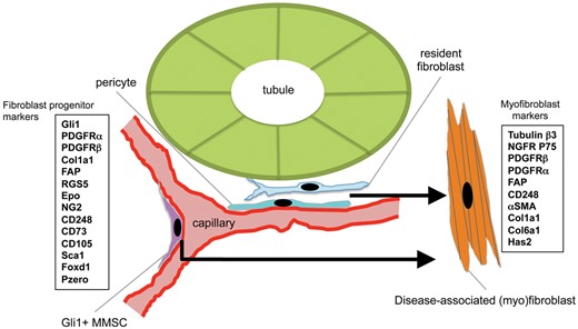 Schema showing the location of resident mesenchymal cells: resident fibroblast, pericyte and MMSCs, that are the major populations of progenitors of disease-associated myofibroblasts. Markers of these progenitor populations and the myofibroblasts are shown in boxes.