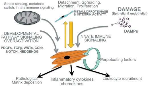 Schema showing major mechanisms that activate fibroblast precursor cells to become and remain as pathological myofibroblasts. Note that in addition to the canonical pathways including TGFβ, CTGF and WNT, additional pathways including innate immune signaling and mitochondrial metabolic changes are critical for pathological responses. Note in addition that myofibroblasts secrete large amounts of cytokines and inflammatory factors in addition to depositing pathological matrix.