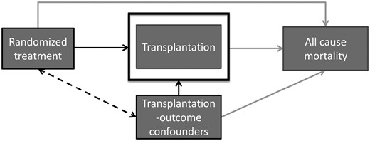 Causal diagram of renal transplantation in RCTs of dialysis modalities. When treatment is related to receiving a transplant and patient characteristics (transplantation–outcome confounders) are related to both transplantation as well as experiencing the outcome, selection bias arises when only patients who did not receive a transplant are selected for analysis (or similarly, when we condition on or adjust for transplantation). Since patient characteristics for patients receiving a transplant are different from those who do not receive a transplant and a different proportion of patients in each treatment group receives a transplantation, the remaining treatment groups are no longer comparable on these transplantation–outcome confounders. The induced bias is a result of selection of patients for analysis (i.e. non-transplanted patients), which is different between treatment groups (i.e. patients in the treatment group are more likely to receive transplantation), and is therefore called selection bias. Depending on the method of analysis, this may bias the estimated treatment effect.
