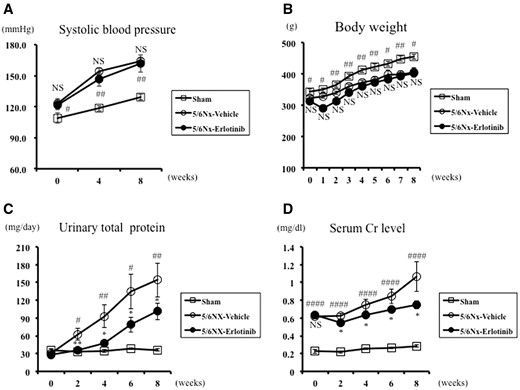 Systolic BP, body weight, urinary total protein excretion and serum Cr in the study groups. Changes in (A) systolic BP, (B) body weight, (C) urinary total protein excretion and (D) serum Cr of Sham and 5/6 nephrectomized rats treated with either vehicle (5/6Nx-vehicle) or erlotinib (5/6Nx-erlotinib) are shown. Data are expressed as mean ± SEM. Mann–Whitney test: NS, *P < 0.05, **P < 0.01: 5/6Nx-vehicle versus 5/6Nx-Erlotinib; #P < 0.05, ##P < 0.01, ####P < 0.0001: 5/6Nx-vehicle versus Sham. NS, not significant.