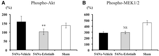 Inhibitory effects of erlotinib on the Akt and MAPK signaling pathways in the study groups. (A) Phosphorylated Akt and (B) phosphorylated MEK1/2 in the renal cortex were quantified using the Bio-Plex Suspension Array System. Data are expressed as mean ± SEM. Mann–Whitney test: NS, **P < 0.01: 5/6Nx-vehicle versus 5/6Nx-erlotinib. NS, not significant.