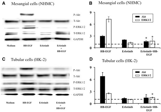 Representative immunoblots (A, C) and the results of densitometry analysis (B, D) showing inhibitory effects of erlotinib on Akt and ERK1/2 phosphorylation induced by HB-EGF in cultured mesangial cells (A, B) and renal tubular cells (C, D). Cells were initially cultured for 48 h in media containing 10% FBS and then cultured overnight in serum-free media. The cells were pre-incubated with erlotinib (5 μmol/L) or DMSO vehicle control for 1 h, followed by stimulation with HB-EGF (20 ng/mL) or medium alone for 5 min. Cell lysates were separated by gel electrophoresis and blotted with antibodies against phospho-Akt, total-Akt, phospho-ERK1/2, total-ERK1/2 and GAPDH. Densitometry values of phospho-Akt and phospho-ERK1/2 were normalized to corresponding total-Akt and total-ERK1/2 and to control (medium alone). The horizontal dotted lines show the results of the controls (medium alone). Data are expressed as mean ± SEM (n = 3). Mann–Whitney test: *P < 0.05: HB-EGF versus erlotinib + HB-EGF.