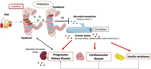 Hypothesis of the vicious diet–gut–kidney axis. Dysbiosis induced by an imbalanced diet and CKD leads to overproduction and accumulation of precursor of uraemic toxins in the intestine. Consequently, influx of uraemic toxins into the blood circulation contributes to progression of renal failure, insulin resistance and cardiovascular disease. Prebiotics could stimulate the growth of different indigenous gut bacteria and help restore a healthy gut flora and prevent deleterious uraemic toxin production.