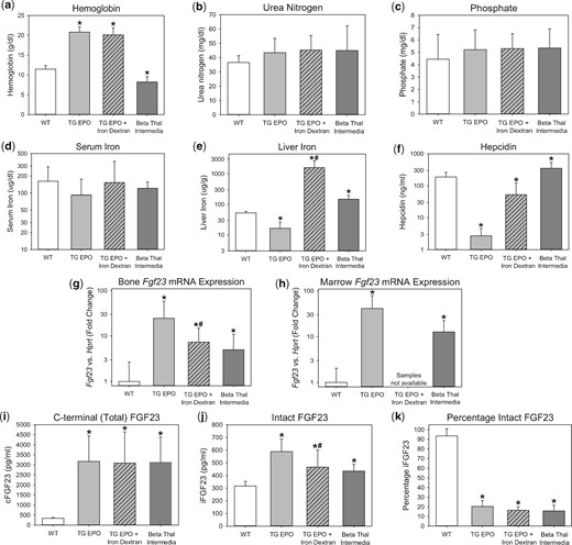Characterization of FGF23 in transgenic EPO-overexpressing mice and beta-thalassemia intermedia mice. Groups included are wild-type mice (WT), transgenic EPO-overexpressing mice (TG EPO), transgenic EPO-overexpressing mice treated with a single intraperitoneal dose of 10 mg iron dextran 24 h prior to euthanasia (TG EPO + Iron Dextran) and beta-thalassemia intermedia mice. Parameters were measured at the age of 7–11 weeks for the WT and TG EPO mice, and at the age of 9–28 weeks for the beta-thalassemia intermedia mice, and include (a) hemoglobin, (b) serum urea nitrogen, (c) serum phosphate, (d) serum iron, (e) liver iron, (f) serum hepcidin, (g) bone Fgf23 mRNA expression, (h) marrow Fgf23 mRNA expression, (i) plasma C-terminal (total) FGF23, (j) plasma intact FGF23 and (k) percentage intact FGF23. *Denotes a statistically significant pairwise comparison versus the WT group (P < 0.05, with subsequent Benjamini–Hochberg correction for multiple comparisons). #Denotes a statistically significant pairwise comparison of TG EPO versus TG EPO + Iron Dextran (P < 0.05). Data are presented as mean and SD. n = 7–12 mice per group.