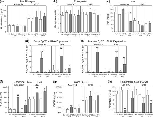 Acute effects of rhEPO on FGF23 in wild-type mice with and without CKD. Groups included are wild-type mice, with and without adenine diet-induced CKD, intraperitoneally injected with a single dose of ∼67 U/g rhEPO or saline vehicle; at baseline (BL), 6 h postinjection and 24 h postinjection. Parameters shown are (a) serum urea nitrogen, (b) serum phosphate, (c) serum iron, (d) bone Fgf23 mRNA expression, (e) marrow Fgf23 mRNA expression, (f) plasma C-terminal (total) FGF23, (g) plasma intact FGF23 and (h) percentage intact FGF23. *Denotes a statistically significant pairwise comparison of an EPO-treated group versus baseline (P < 0.05, with subsequent Benjamini–Hochberg correction for multiple comparisons). #Denotes a statistically significant pairwise comparison of an EPO-treated group versus the saline-treated group at the same time point (P < 0.05, with subsequent Benjamini–Hochberg correction for multiple comparisons). Data are presented as mean and SD. n = 4–6 mice per group, with the exception of the baseline non-CKD group, which contained 8–20 mice, depending on the parameter measured.