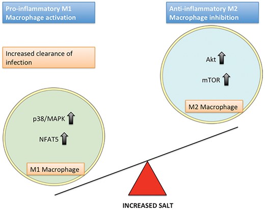The effect of salt on M1 and M2 macrophage polarization and the intracellular pathways involved.