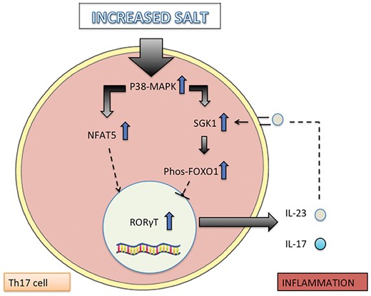 Intracellular pathways involved in salt-induced Th17 polarization.