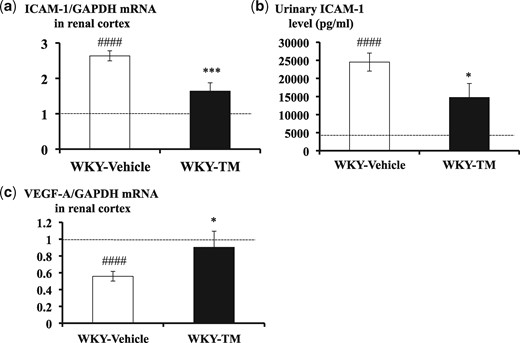 Renal cortical mRNA expression levels for ICAM-1 and VEGF-A, and urinary ICAM-1 levels in the study groups. The results of RT-PCR for renal cortical ICAM-1 (a), ELISA for urinary ICAM-1 (b) and RT-PCR for renal cortical VEGF-A (c) are shown. The ICAM-1 and VEGF-A mRNA values were normalized to GAPDH values and expressed as a relative quantification. The horizontal dotted lines show the average values observed in WKY-NTS (−) rats. Data are means ± SEM. ####P < 0.0001: WKY-NTS (−) versus WKY-Vehicle, *P < 0.05, ***P < 0.001: WKY-Vehicle versus WKY-TM.