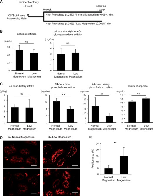 The low magnesium diet impairs urinary phosphate excretion. (A) Heminephrectomized mice were maintained on either a high phosphate (1.25%)/normal magnesium (0.05%) diet or a high phosphate (1.25%)/low magnesium (0.005%) diet for 1 week. (B) At 1 week after initiation of the high phosphate diet, no significant differences were found in serum creatinine levels and urinary NAG activity between the normal and low magnesium diet groups. (C) Despite reduced fecal phosphate excretion, urinary phosphate excretion was suppressed in the low magnesium diet group, resulting in elevated serum phosphate levels. Data are presented as the mean ± standard deviation. Differences between the two groups were compared using Student’s t-test. (D) Representative micrographs showing immunofluorescence staining for type IIa Na-Pi (Npt2a) cotransporter: (a) high phosphate (1.25%)/normal magnesium (0.05%) diet group and (b) high phosphate (1.25%)/low magnesium (0.005%) diet group. Scale bars: 20 µm. (c) The NPT2A-positive areas were increased by the low magnesium diet under high phosphate feeding conditions. Data are presented as the mean ± standard deviation. Differences between the two groups were compared using a Student’s t-test (n = 4–8 in each group; NS, not significant; **P<0.01).