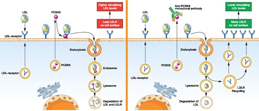 Hepatic LDL metabolism in the absence (left) and presence (right) of PCSK9-inhibiting antibodies.