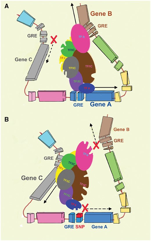 Model of eQTL interactions. (A) A network of transcription factors (TFs) and associated initiation complex (IC) molecules concomitantly regulate the expression of multiple neighboring genes through interactions with gene regulatory elements (GRE). Through this large network, the engagement of specific TFs with GREs (e.g. TFa for Gene A) alter the availability and/or conformation of other linked TFs (TFb and TFc for Genes B and C, respectively). This will cause either enhancement or inhibition of transcription in these neighboring genes. (B) Therefore, in the presence of a polymorphism within a specific GRE, gene expression will be altered not only in the area of immediate proximity (Gene A), but also in the other coregulated distant genes.