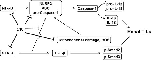 Schematic mechanism of action for the therapeutic effects of CK on renal TILs.