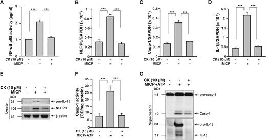 CK inhibited NLRP3 inflammasome activation in cultured renal TECs under MICP. To validate the effect of CK on NLRP3 inflammasome activation in renal TECs, an MICP system that mimics stimulation by a constant, high pressure within the renal pelvis as a result of obstruction of the ureter in UUO mice was employed. Renal TECs (murine renal tubular epithelial cell line M-1) were incubated for 30 min with or without CK, and were cultured in an MICP system at 60 mmHg for 24 h and/or with or without 5 mM ATP (30 min). (A) NF-κB p65 activity by an ELISA-based transcription factor activity assay. Real-time PCR of mRNA levels of (B) NLRP3, (C) caspase-1 and (D) IL-1β. Western blot analysis for (E) pro-IL-1β and NLRP3. (F) Caspase-1 activity determined by an enzyme activity assay. Western blot analysis for (G) caspase-1 and IL-1β. The measurement of IL-1β and caspase-1 released into the culture medium was performed on extracted supernatants. The data represent three separate experiments. ***P < 0.005.