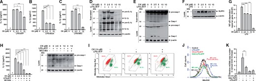 CK inhibited NLRP3 inflammasome activation and mitochondrial damage in cultured macrophages. Murine J774A.1 macrophages were incubated for 30 min with or without CK, then for 5.5 h with or without 1 µg/mL of LPS, and with or without (A) 5 mM ATP (30 min), (B) 500 μg/mL of alum (24 h) or (C) 100 μg/mL of MSU (24 h) for IL-1β levels in culture media measured using an ELISA. The cells were incubated for 30 min with or without CK, followed by incubation for 6 h with or without 1 µg/mL of LPS, and then with or without 5 mM ATP for (D) IL-1β, (E) caspase-1 and (F) NLRP3 determined by western blot analysis. The analysis of IL-1β and caspase-1 released into the culture medium was performed on the extracted supernatants. J-Blue cells were incubated for 30 min with or without CK, and 24 h with or without 1 µg/mL of LPS for (G) the activation levels of NF-κB determined by an NF-κB reporter assay. (H) Use of MCC950 (1 µM), an NLRP3 inhibitor, for IL-1β and caspase-1 by ELISA or western blot analysis. Macrophages were incubated for 30 min with or without CK, 5.5 h with or without 1 µg/mL of LPS, 15 min with or without 5 mM ATP, and 15 min with 25 nM MitoTracker Deep Red and MitoTracker Green for (I) the mitochondrial inner transmembrane potential by flow cytometry. Macrophages were incubated for 30 min with or without CK, 5.5 h with or without 1 µg/mL of LPS, 15 min 5 μM MitoSOX, and 10 min with or without 5 mM ATP for (J) mitochondrial ROS generation in the cells by flow cytometry. The cells were incubated for 30 min with or without CK or Mito-TEMPO, 5.5 h with or without 1 µg/mL of LPS, and 30 min with or without 5 mM ATP for (K) mtDNA copy number by real-time PCR. The data represent three separate experiments. Alum, alum crystals; MCC950, N-(1, 2, 3, 5, 6, 7-Hexahydro-s-indacen-4-ylcarbamoyl)-4-(2-hydroxy-2-propanyl)-2-furansulfonamide, an NLRP3 inhibitor; MFI, mean fluorescence intensity; MSU, monosodium urate; mtDNA, mitochondrial DNA; Mito-TEMPO, mitochondria-targeted antioxidant; NAC, N-acetyl-L-cysteine. #Not detectable. *P < 0.05, **P < 0.01, ***P < 0.005.