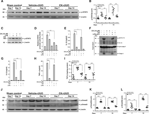 CK inhibited STAT3 activation in renal tissues and cultured macrophages. (A) p-STAT3 in renal tissues assessed by western blot analysis and (B) semi-quantitative analysis. J774A.1 macrophages were incubated for 30 min with or without CK, then for 1 h with or without 1 µg/mL of LPS for (C) p-STAT3 determined by western blot analysis. Macrophages stably expressing a STAT3 reporter gene incubated for 30 min with or without CK, or 1 µM Tof, an inhibitor of STAT3, and then 1 h with or without 1 µg/mL of LPS for (D) STAT3 promoter activity determined by luciferase reporter assay. J774A.1 macrophages were incubated for 30 min with or without CK or 1 µM Tof, then for 5.5 h with or without 1 µg/mL of LPS, and 30 min with or without 5 mM ATP, and (E) IL-1β levels in culture media measured using ELISA and (F) representative western blots of IL-1β and caspase-1. The measurement of IL-1β and caspase-1 released into the culture medium was performed on supernatants extracted. J774A.1 macrophages were incubated for 30 min with or without CK, or 1 µM Tof and 6 h with or without 1 µg/mL of LPS, for protein levels of (G) IL-6 and (H) TNF-α determined by ELISA. The data represent three separate experiments. (I) TGF-β levels in renal tissue measured using ELISA. (J) p-Smad2 and p-Smad3 in renal tissues assessed by western blot analysis and (K and L) semi-quantitative analysis. Tof, tofacitinib. n = 7 mice per group. *P < 0.05, **P < 0.01, ***P < 0.005.