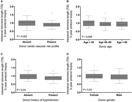 Relation between telomere length and (A) donor cardiovascular risk, (B) donor calendar age, (C) donor history of hypertension and (D) donor gender. The P-values represent non-parametric analysis of variance. The horizontal lines within the boxes indicate means, the upper and lower ends of the boxes indicate standard deviations and the whiskers indicate 95th percentiles.